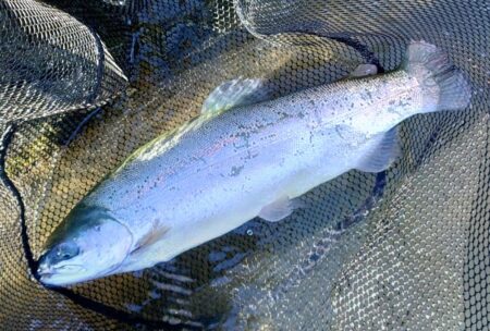 中型連発！ ～天竜川ルアーフライテンカラ専…